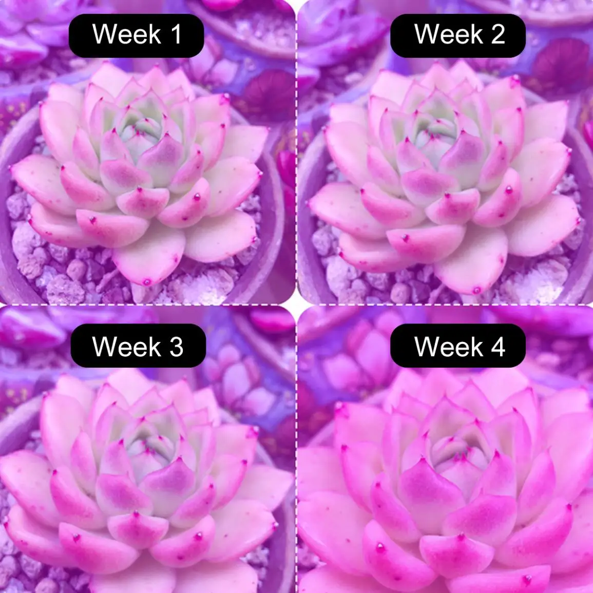 LED Plant Grow Light 1000W Full Spectrum Sunlike for Succulent Plants Flowers Greenhouse Vegetable Hydroponics
LED Plant Grow Light 1000W Full Spectrum Sunlike for Succulent Plants Flowers Greenhouse Vegetable Hydroponics