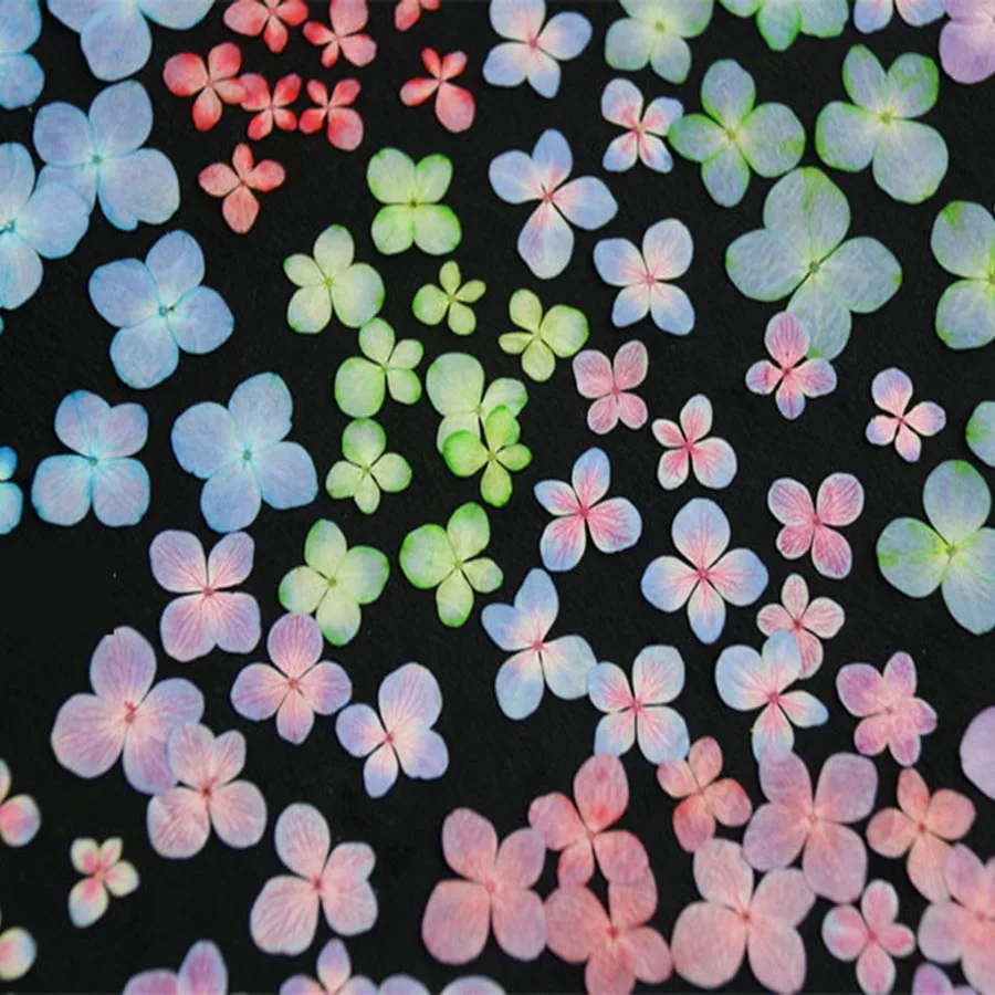 60pcs Pressed Dried Dazzle Color Hydrangea Macrophylla Flower Plants Herbarium For Jewelry Phone Case Bookmark Postcard DIY
60pcs Pressed Dried Dazzle Color Hydrangea Macrophylla Flower Plants Herbarium For Jewelry Phone Case Bookmark Postcard DIY