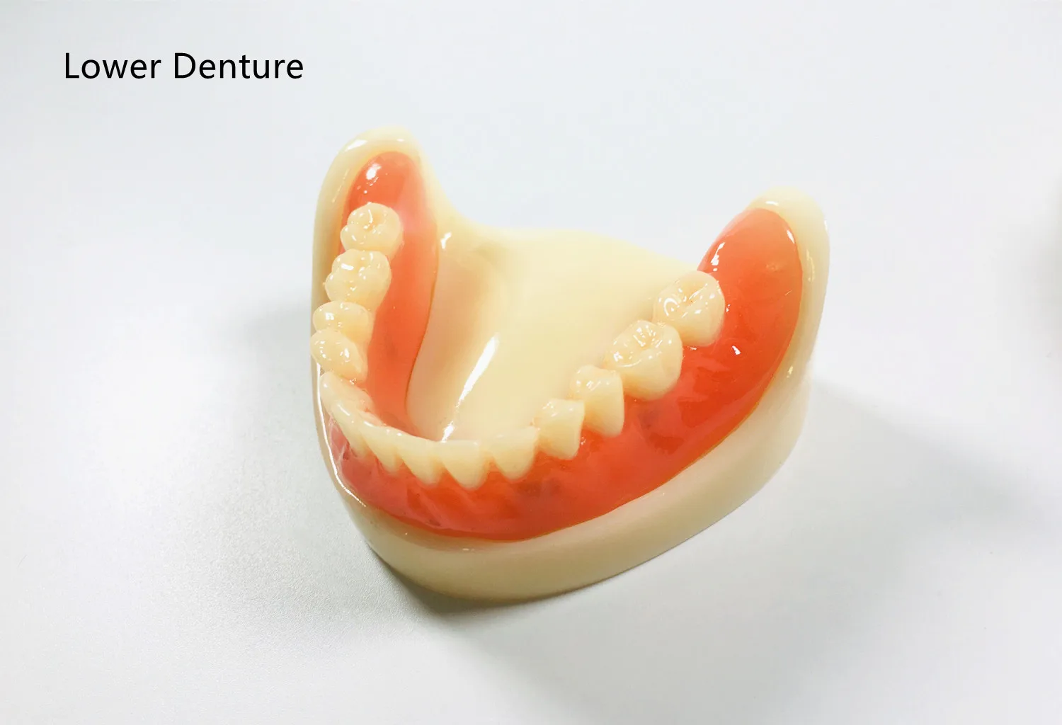 1Pcs Dental Full Denture Model Magnetic Attachment Only Lower Denture Study
1Pcs Dental Full Denture Model Magnetic Attachment Only Lower Denture Study