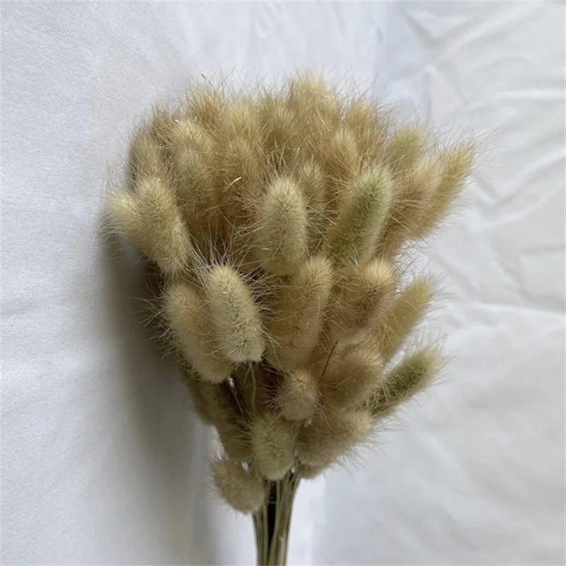 Home Decor Accessories Real Dried Flowers Preserved Natural Rabbit Tial Grass 20pcs DIY Bouquet Materials For Wedding Decoration
Home Decor Accessories Real Dried Flowers Preserved Natural Rabbit Tial Grass 20pcs DIY Bouquet Materials For Wedding Decoration