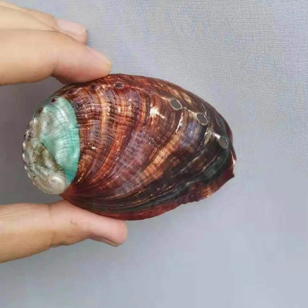 

Natural Abalone Shells Seashell Nautical Home Decoration Landscape Craft Aquarium Holder Soap Ashtray Collectibles DIY W5P1
