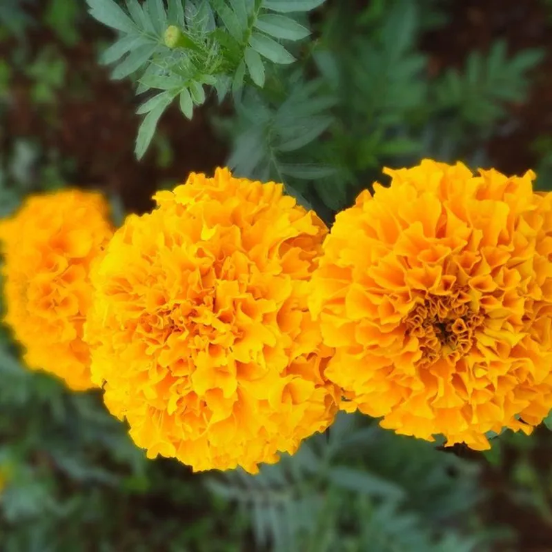 50-1000g Pure Natural high quality Lutein Powder,xanthophyll,phytoxanthin,Vision protection,antioxidant,free shipping
50-1000g Pure Natural high quality Lutein Powder,xanthophyll,phytoxanthin,Vision protection,antioxidant,free shipping