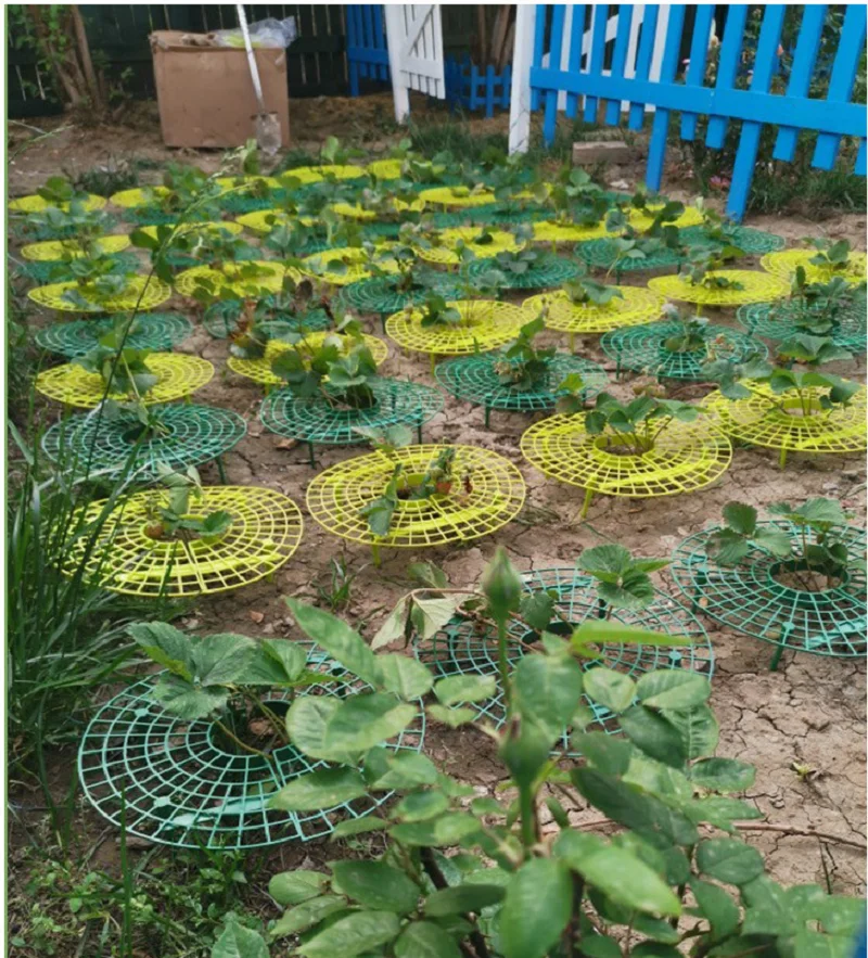 5PCS Strawberry Stand Frame Holder Balcony Planting Rack Fruit Support Plant Flower Climbing Vine Pillar Gardening Stand
5PCS Strawberry Stand Frame Holder Balcony Planting Rack Fruit Support Plant Flower Climbing Vine Pillar Gardening Stand