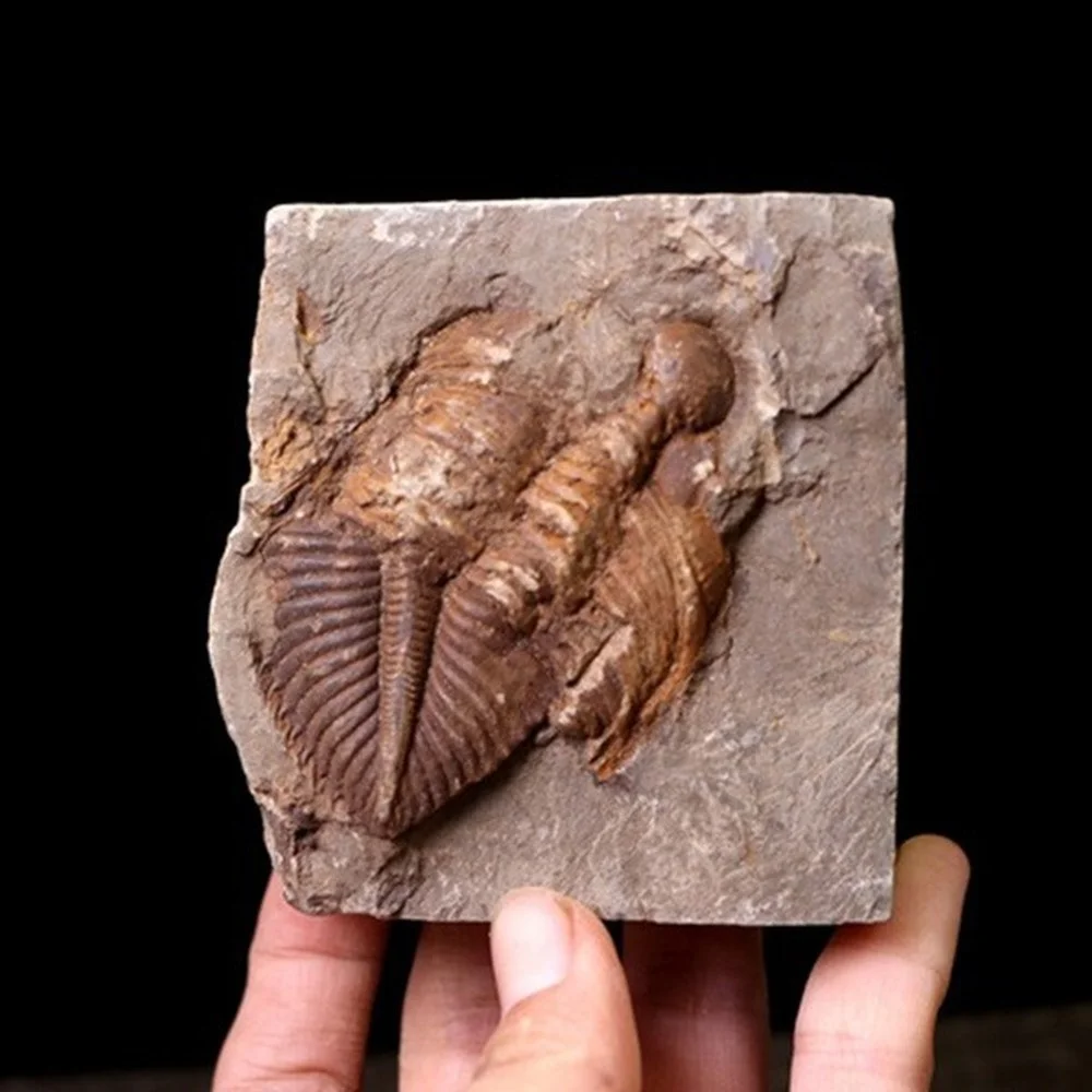 Натуральный непамятный тролбитный ископаемый камень, образец камбрайского периода, древнее морское ископаемое Корона, насекомое
Натуральный непамятный тролбитный ископаемый камень, образец камбрайского периода, древнее морское ископаемое Корона, насекомое