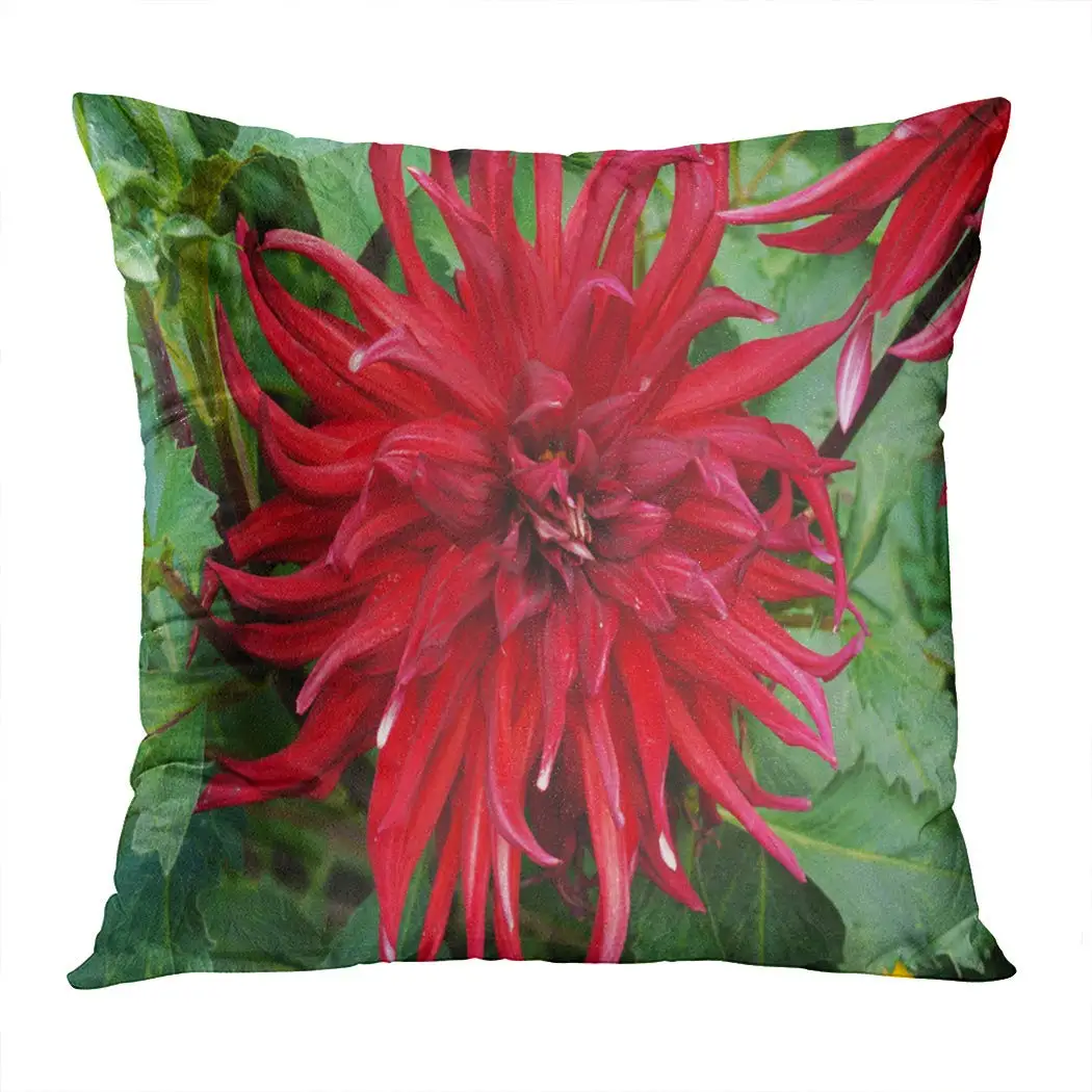 Throw Pillow Cover Print Closeup Chrysanthemum Flower Dahlia Akita Strain Brilliant Caring Caucasus Decorative Home Decor Soft
Throw Pillow Cover Print Closeup Chrysanthemum Flower Dahlia Akita Strain Brilliant Caring Caucasus Decorative Home Decor Soft