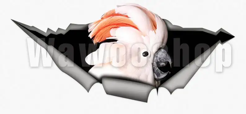 2021 Cockatoo decal, parrot decal, bird sticker, cockatoo decoration
2021 Cockatoo decal, parrot decal, bird sticker, cockatoo decoration