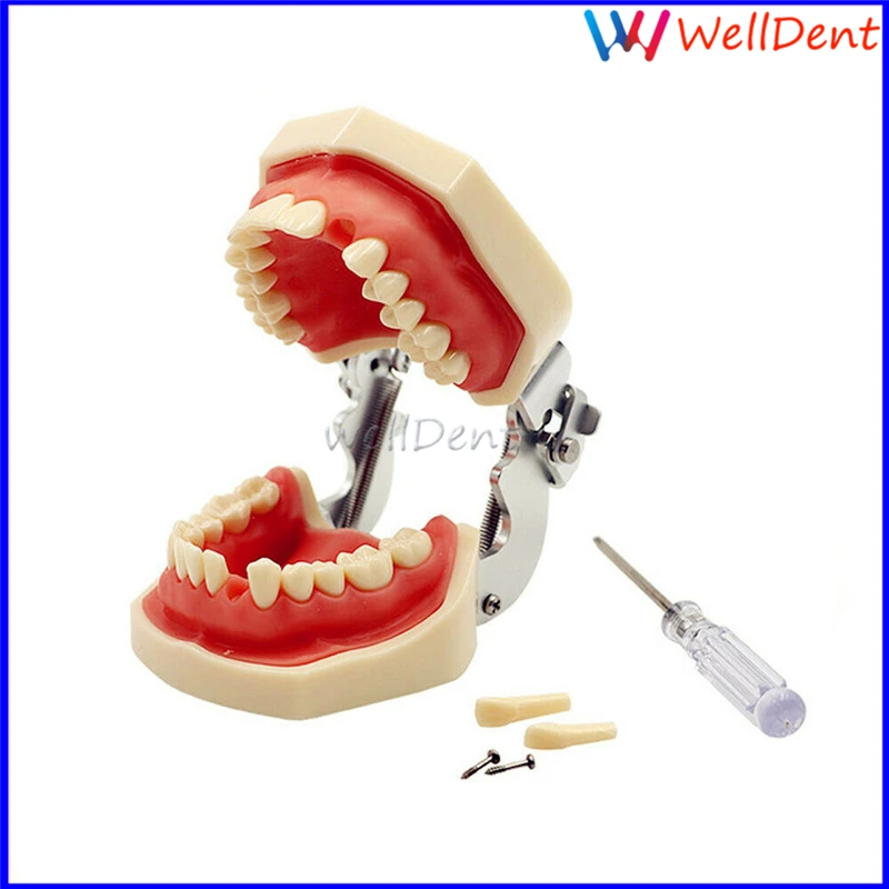 

Dental Standard Removable Dental Typodont Model Teaching Model Demonstration With Removable Teeth 200H 28pcs Soft Gum