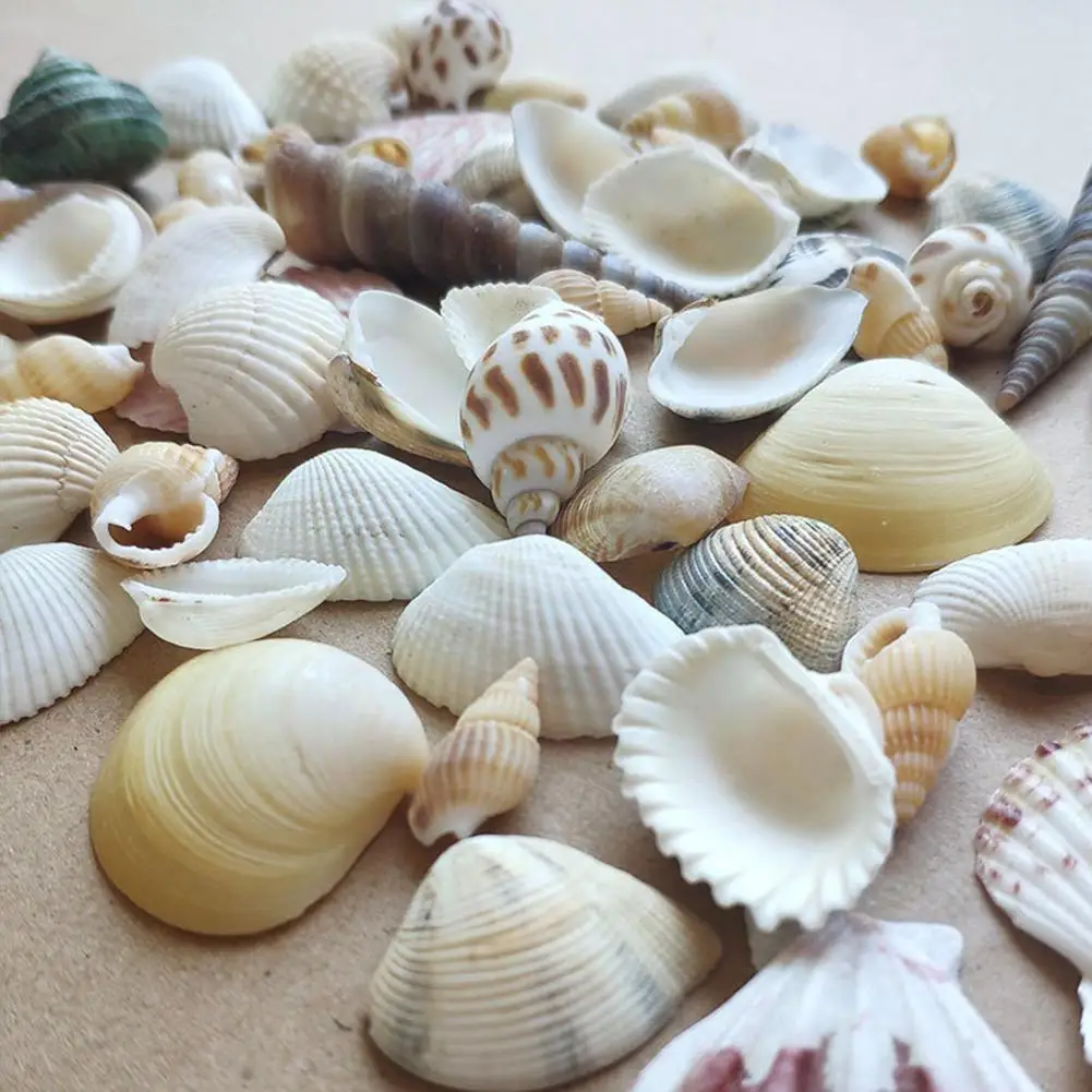 Sea Beach Shells Crafts Assorted Scallop Seashells DIY Seashells Decor Aquarium Party Props Landscape Decor Aquarium Photo X6T8
Sea Beach Shells Crafts Assorted Scallop Seashells DIY Seashells Decor Aquarium Party Props Landscape Decor Aquarium Photo X6T8