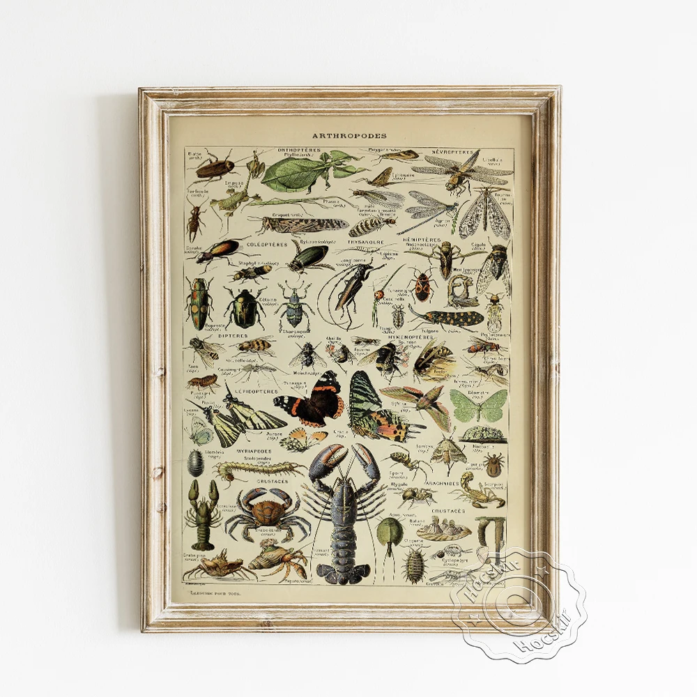 Adolphe Millot Natural History Art Prints Poster, Arthropodes Illustration Canvas Painting, Modern Science Decoration Picture
Adolphe Millot Natural History Art Prints Poster, Arthropodes Illustration Canvas Painting, Modern Science Decoration Picture