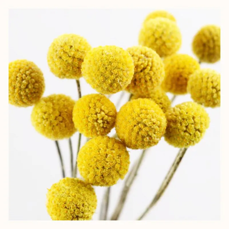 

20pcs Free Shipping Yellow Billy Balls Dried Flowers For Wedding Bouquet Decor Christmas Wreath DIY No Vase