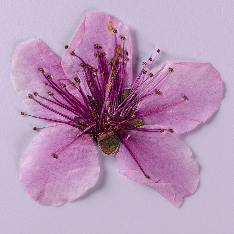 12pcs/pack Amygdalus persica Peach Flower Drip Glue Dried Flower Nartural Pressed Flower DIY Mobile Phone Case Jewelry Making
12pcs/pack Amygdalus persica Peach Flower Drip Glue Dried Flower Nartural Pressed Flower DIY Mobile Phone Case Jewelry Making