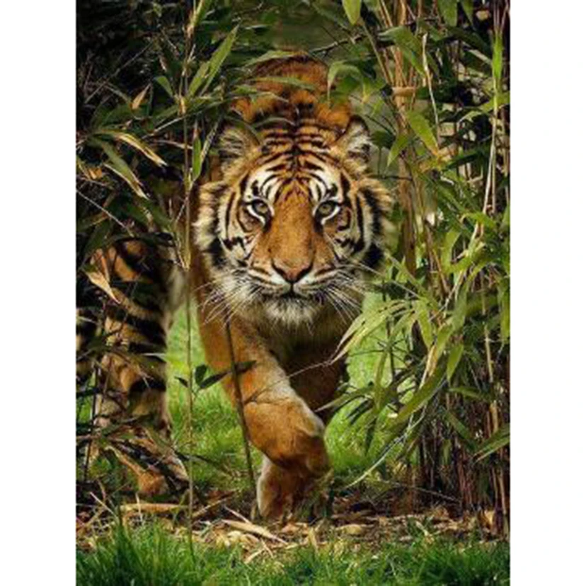 5D DIY Diamond Painting Square/Round Diamond Animal Painting Forest Tiger Beauty Picture Embroidery Artwork Decoration TX593
5D DIY Diamond Painting Square/Round Diamond Animal Painting Forest Tiger Beauty Picture Embroidery Artwork Decoration TX593