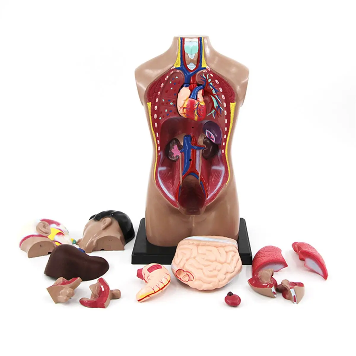 Human Unisex Torso Organs Skeleton Skeletal System Body Anatomy Anatomical Model Medical Science School Teaching Resources
Human Unisex Torso Organs Skeleton Skeletal System Body Anatomy Anatomical Model Medical Science School Teaching Resources
