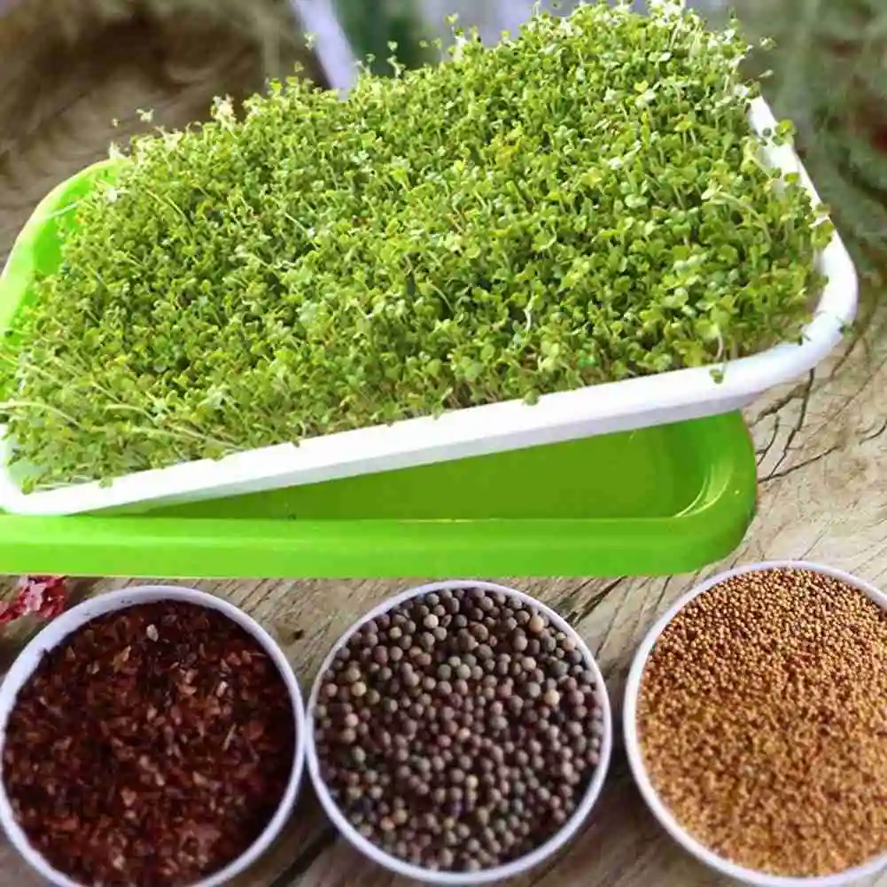 Plastic Seed Sprouter Tray Two-Tiered Kitchen Bean Sprout Grower for Wheatgrass Sprouter Germination Trays (Random Color) (5PCS)
Plastic Seed Sprouter Tray Two-Tiered Kitchen Bean Sprout Grower for Wheatgrass Sprouter Germination Trays (Random Color) (5PCS)