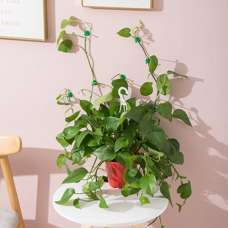 Green Radish Climbing Artifact Lv Luo Fixed Climb Clamp Climbing Hook Plants Holder Epipremnum Pinnatum Buckle Seamless
Green Radish Climbing Artifact Lv Luo Fixed Climb Clamp Climbing Hook Plants Holder Epipremnum Pinnatum Buckle Seamless