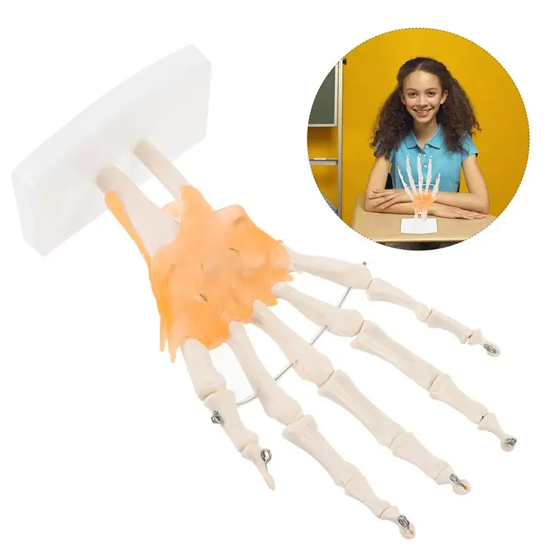 Durable PVC Human Hand Joint Model Hand Skeleton Model for Student Educational Teaching
Durable PVC Human Hand Joint Model Hand Skeleton Model for Student Educational Teaching