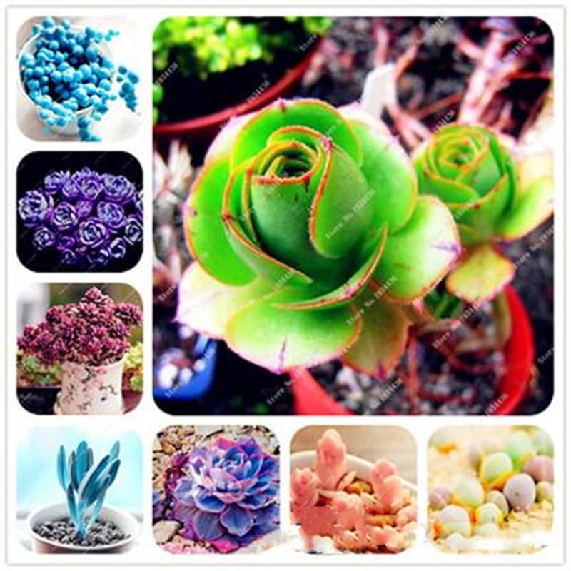 100 шт. Echeveria, суккуленты, Lithops, бальзам для губ, натуральный ароматный суккулент, цветок, питательная эссенция, маска для губ
100 шт. Echeveria, суккуленты, Lithops, бальзам для губ, натуральный ароматный суккулент, цветок, питательная эссенция, маска для губ