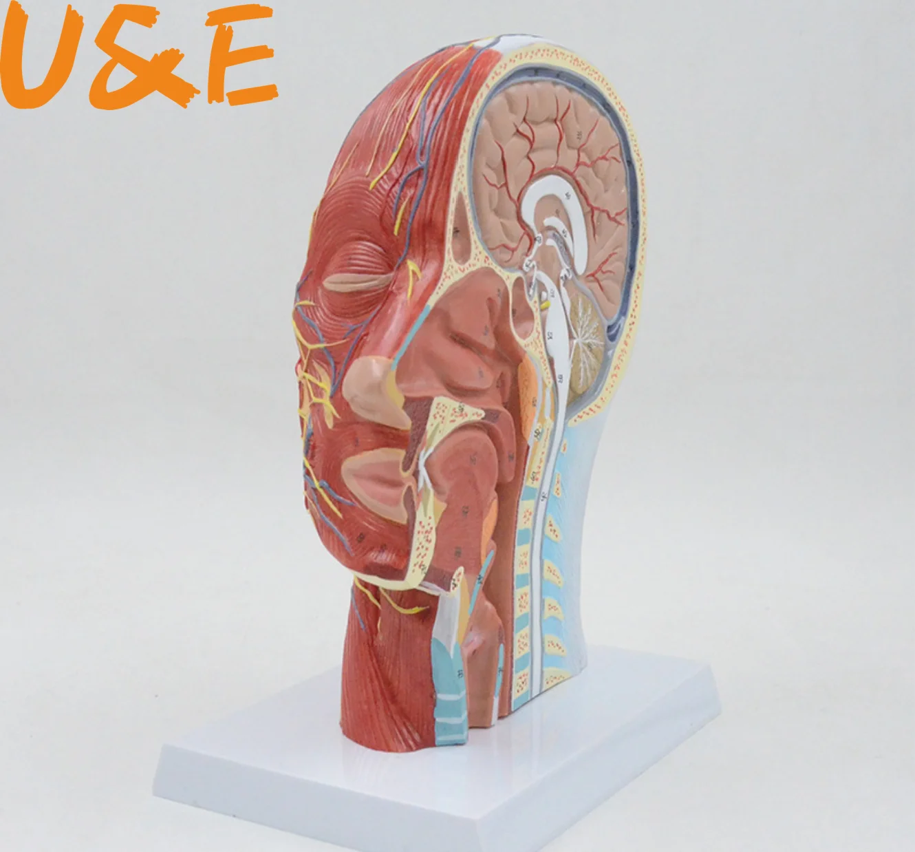 Модель анатомической анатомии на половину головы лица, 1:1 
Модель анатомической анатомии на половину головы лица, 1:1