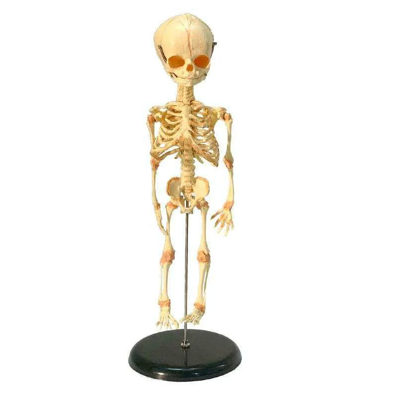 Fetal bone model bone skeleton medical teaching explanation of man bone model middle school Teaching aids
Fetal bone model bone skeleton medical teaching explanation of man bone model middle school Teaching aids