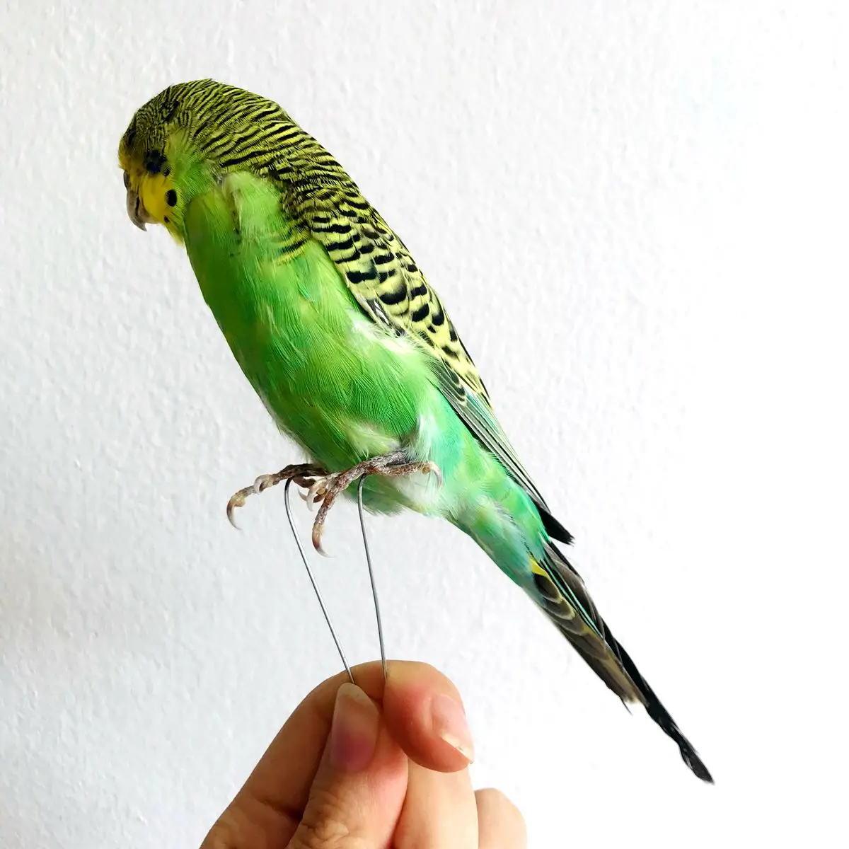 Taxidermy stuffing Eurasian green colour Melopsittacus undulatus / Budgerigar Budgie Parrot specimen Teaching / Decoration &
Taxidermy stuffing Eurasian green colour Melopsittacus undulatus / Budgerigar Budgie Parrot specimen Teaching / Decoration &