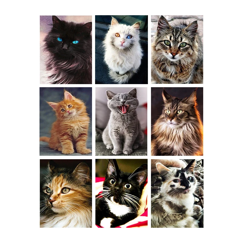 5D Diamond Painting Cat Cute Kitten Diamond Embroidery Cats Animal Pattern Cross Stitch Kit Full Round Drill Mosaic Home Decor
5D Diamond Painting Cat Cute Kitten Diamond Embroidery Cats Animal Pattern Cross Stitch Kit Full Round Drill Mosaic Home Decor