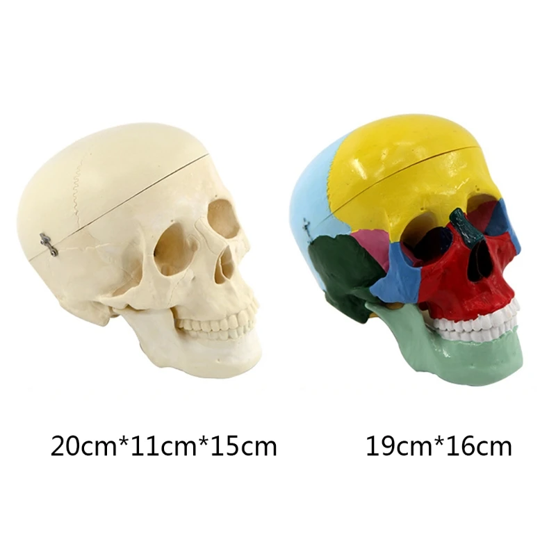 Human Head Skull Model Can Be Used for a Long Time Easy to Carry Teachers Aids
Human Head Skull Model Can Be Used for a Long Time Easy to Carry Teachers Aids