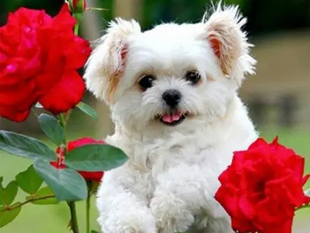 Full square round diamond painting dog 5D DIY animal diamond embroidery cross stitch kit handmade gift home decoration
Full square round diamond painting dog 5D DIY animal diamond embroidery cross stitch kit handmade gift home decoration