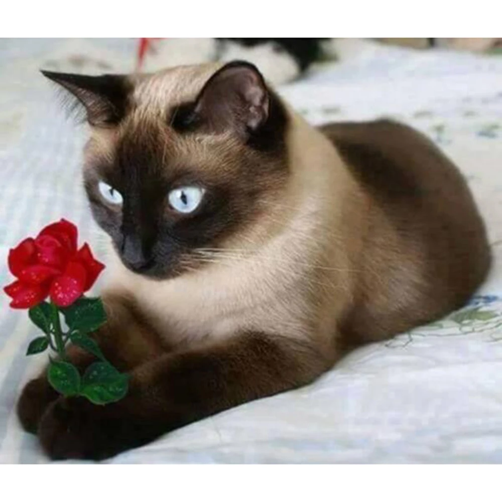 

5D полноразмерная квадратная/круглая алмазная живопись «сделай сам», кот, который любит розы, вышивка крестиком, мозаика, картина Стразы