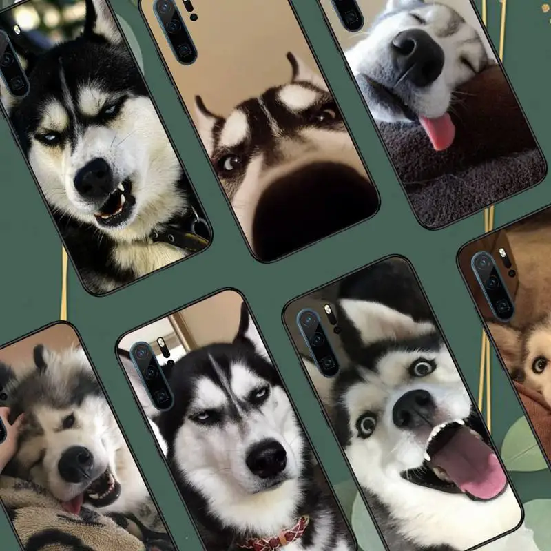 Husky Phone Case Funda For Huawei P9 P10 P20 P30 Lite 2016 2017 2019 plus pro P smart
Husky Phone Case Funda For Huawei P9 P10 P20 P30 Lite 2016 2017 2019 plus pro P smart