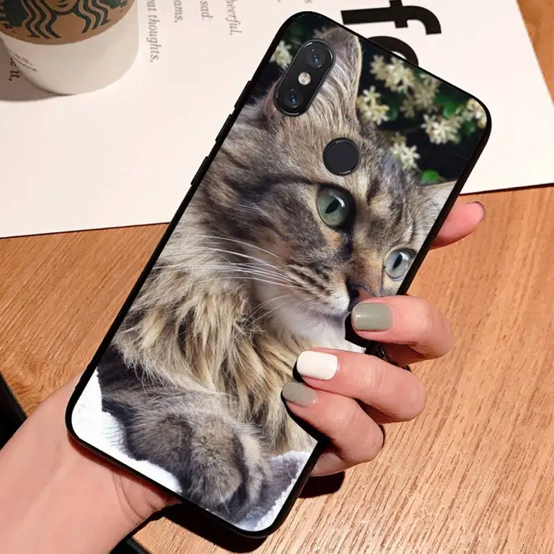 pet maine coon cat Phone Cases For Xiaomi Redmi note 7 8 9 t k30 max3 9 s 10 pro lite 
pet maine coon cat Phone Cases For Xiaomi Redmi note 7 8 9 t k30 max3 9 s 10 pro lite