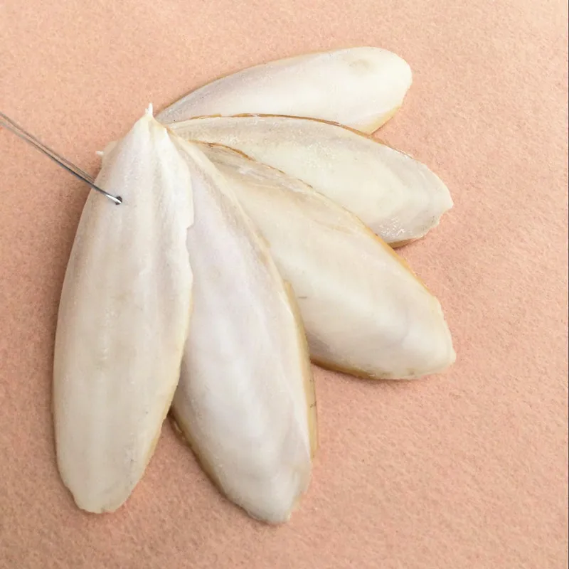 2021 New 1Pack Cuttlebone Cuttlefish Sepia Bone Cuttle Fish Bird Food Calcium Pickstone Parrot Birds Teeth Grind Training
2021 New 1Pack Cuttlebone Cuttlefish Sepia Bone Cuttle Fish Bird Food Calcium Pickstone Parrot Birds Teeth Grind Training
