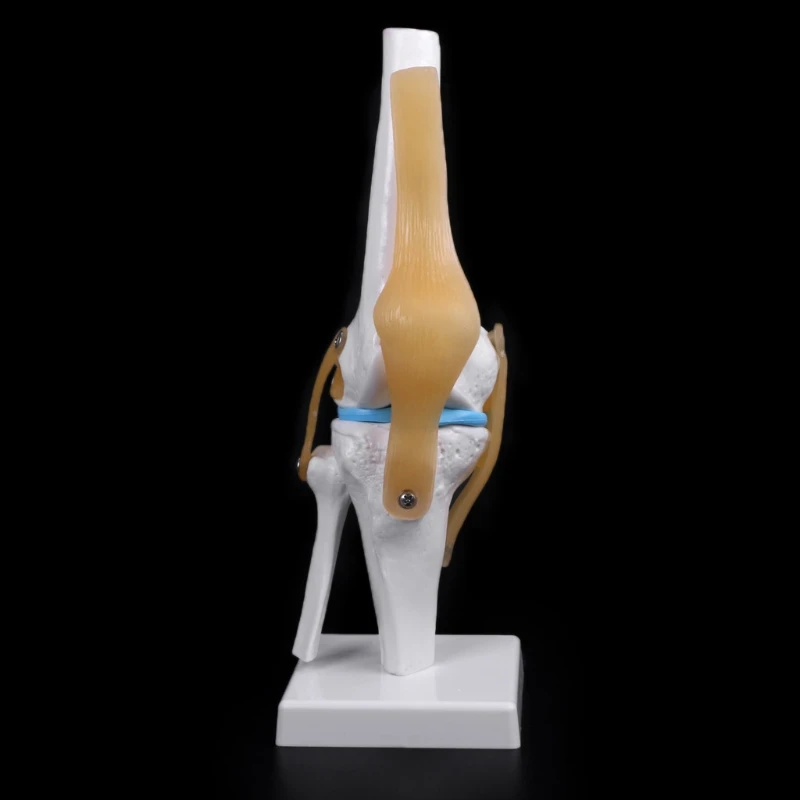 Human Anatomical Knee Joint Flexible Skeleton Model Medical Learning Aid Anatomy 
Human Anatomical Knee Joint Flexible Skeleton Model Medical Learning Aid Anatomy