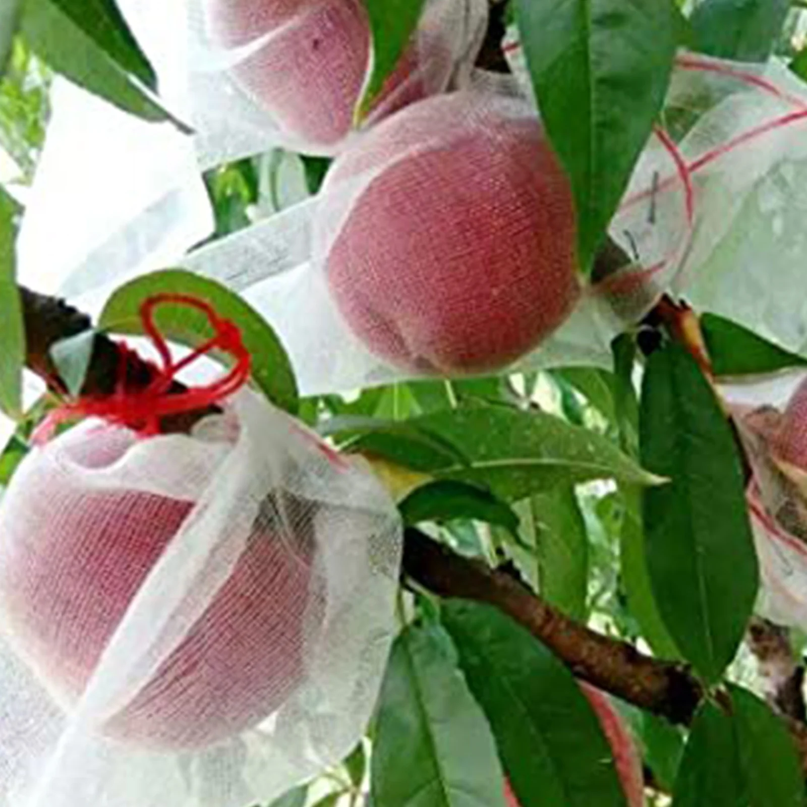 50Pcs Garden Tool Netting Bags Fruit Barrier Covers Bags Fruit Protector Bag Nylon Garden Netting Bags Mosquito Net Barrier Bag 
50Pcs Garden Tool Netting Bags Fruit Barrier Covers Bags Fruit Protector Bag Nylon Garden Netting Bags Mosquito Net Barrier Bag