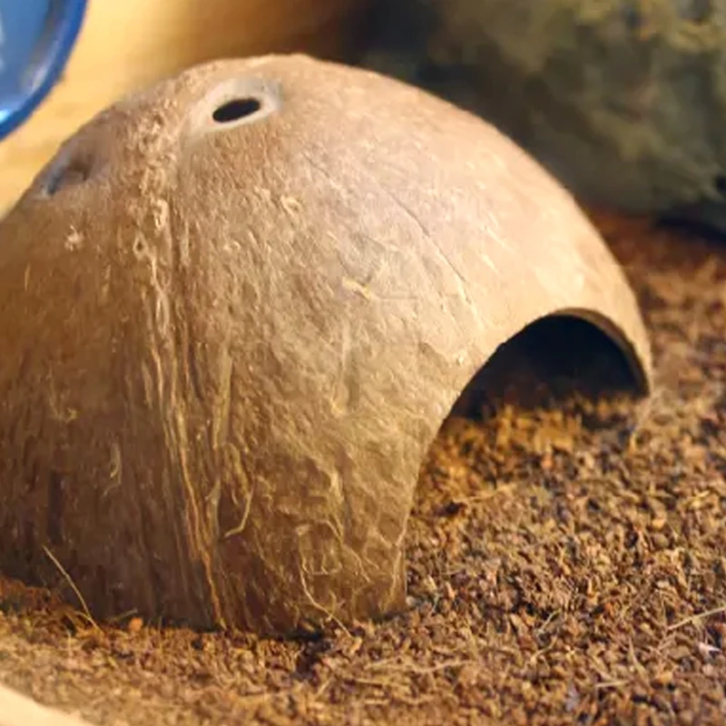 Натуральная Кокосовая Скорлупа, ящерица, паук, маленькая домашняя пещера для рептилий
Натуральная Кокосовая Скорлупа, ящерица, паук, маленькая домашняя пещера для рептилий