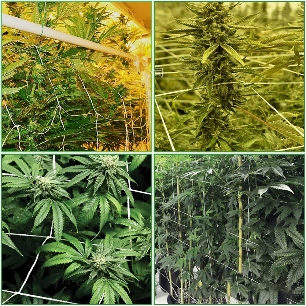 Plant Trellis Netting Heavy-Duty Polyester Plant Support Vine Climbing Hydroponics Garden Netting Accessories Multi Use
Plant Trellis Netting Heavy-Duty Polyester Plant Support Vine Climbing Hydroponics Garden Netting Accessories Multi Use
