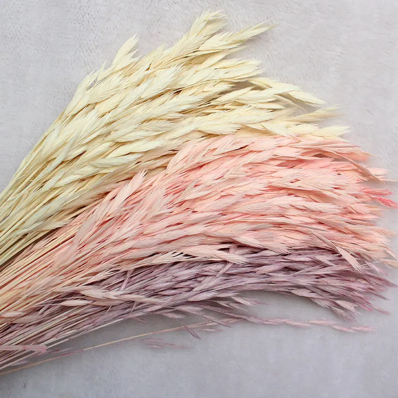 A Bunch Wheat Flower Decoration Natural Pampas Oat Grass Dried Flowers for Wedding Party DIY Craft Shoot Props Mall Home Decor
A Bunch Wheat Flower Decoration Natural Pampas Oat Grass Dried Flowers for Wedding Party DIY Craft Shoot Props Mall Home Decor