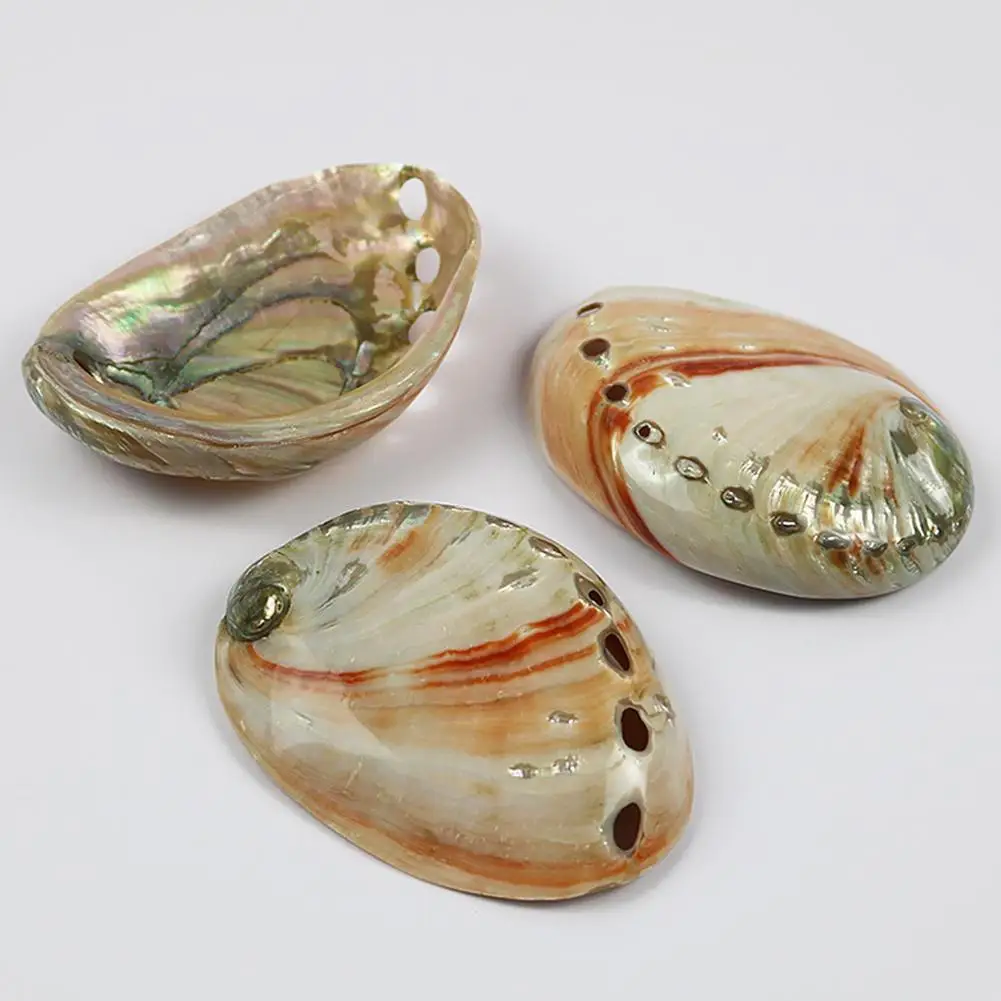 Seashells And Red Abalone Shell Aquarium Fish Tank Landscaping Ornaments
Seashells And Red Abalone Shell Aquarium Fish Tank Landscaping Ornaments