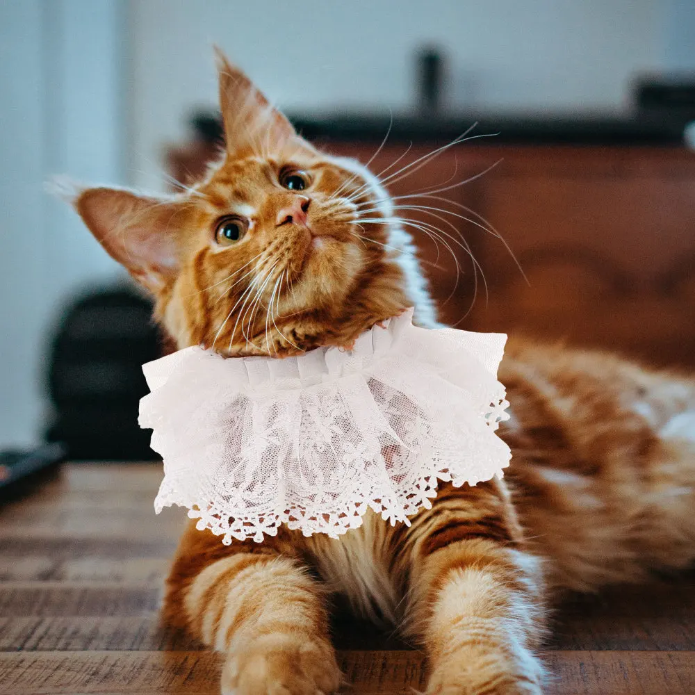 Pet Cat Lace Collar Necktie Pearls Decoration Collar Necklace Neckwear Scarf
Pet Cat Lace Collar Necktie Pearls Decoration Collar Necklace Neckwear Scarf