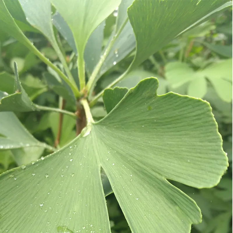 New Arrivals 99% Ginkgo Biloba leaves Extract plant Organic Ginkgo Leaf Powder Free shipping
New Arrivals 99% Ginkgo Biloba leaves Extract plant Organic Ginkgo Leaf Powder Free shipping
