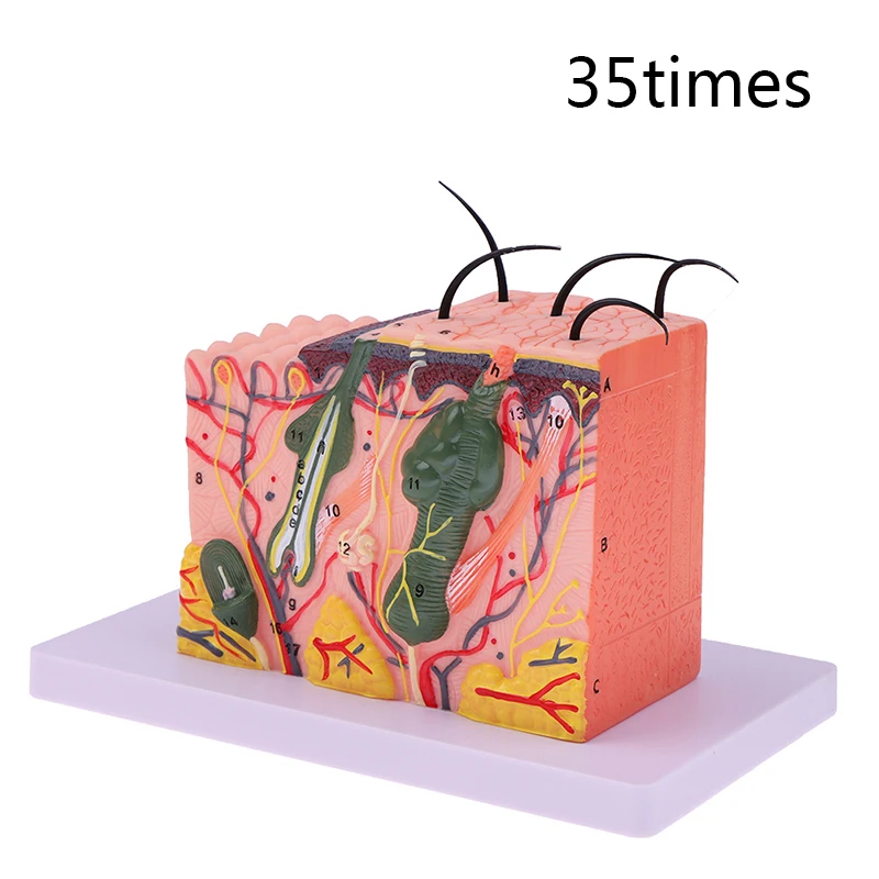 Skin Model,Skin And Hair Structure Enlarge Model Anatomical Model Anatomy for Science Classroom Study Display Teaching Medical
Skin Model,Skin And Hair Structure Enlarge Model Anatomical Model Anatomy for Science Classroom Study Display Teaching Medical