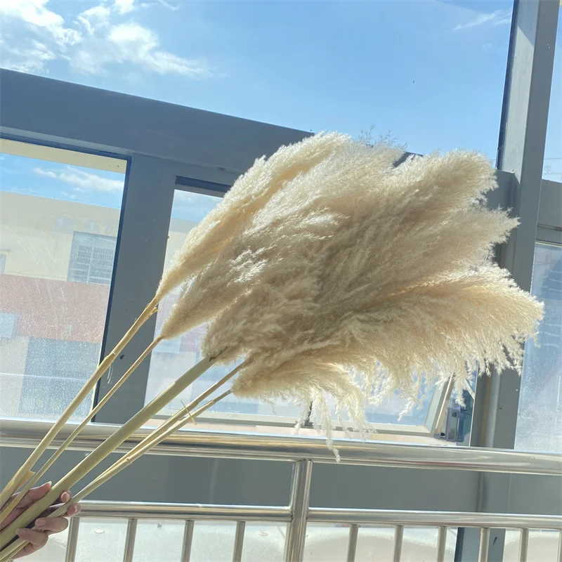 80cm 5Pcs Natural Big Reed Dried Pampas Flowers Country Wedding Decoration Large Artificial Plant Outdoor Pampas Grass Decor
80cm 5Pcs Natural Big Reed Dried Pampas Flowers Country Wedding Decoration Large Artificial Plant Outdoor Pampas Grass Decor