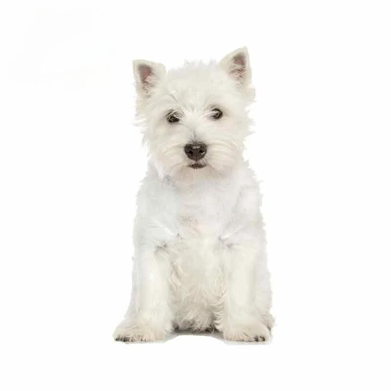 Lovely White Dog Vinyl Stickers West Highland Terrier Decal Funny Animal Car Pvc 13 X7cm
Lovely White Dog Vinyl Stickers West Highland Terrier Decal Funny Animal Car Pvc 13 X7cm