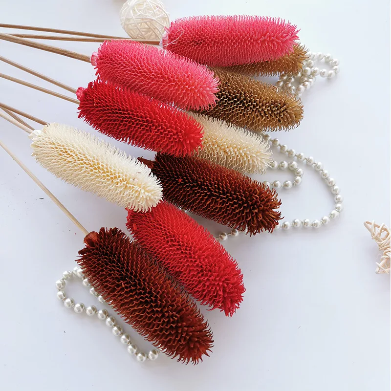 Natural Dried Plants Dipsacus Sativus Table Art Centerpiece Ornaments DIY House Aesthetic Room Nordic Home Wedding Party Decor
Natural Dried Plants Dipsacus Sativus Table Art Centerpiece Ornaments DIY House Aesthetic Room Nordic Home Wedding Party Decor