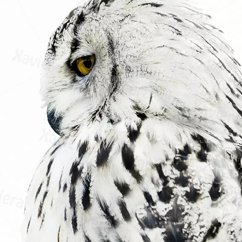 Animal Eagle Canvas Painting Art Print Wall Picture Modern Goshawk Modern Poster Home Decoration Wall Art Boy Bedroom Decoration
Animal Eagle Canvas Painting Art Print Wall Picture Modern Goshawk Modern Poster Home Decoration Wall Art Boy Bedroom Decoration
