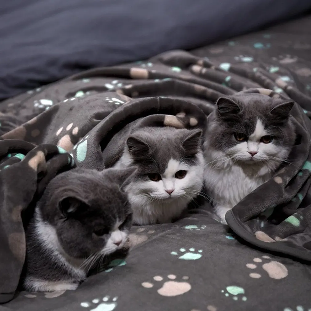3 Pcs Of Coral Fleece Pet Warm Blanket Cushion Soft And Fluffy Pet Accessories Comfortable Fabric Easy To Clean
3 Pcs Of Coral Fleece Pet Warm Blanket Cushion Soft And Fluffy Pet Accessories Comfortable Fabric Easy To Clean