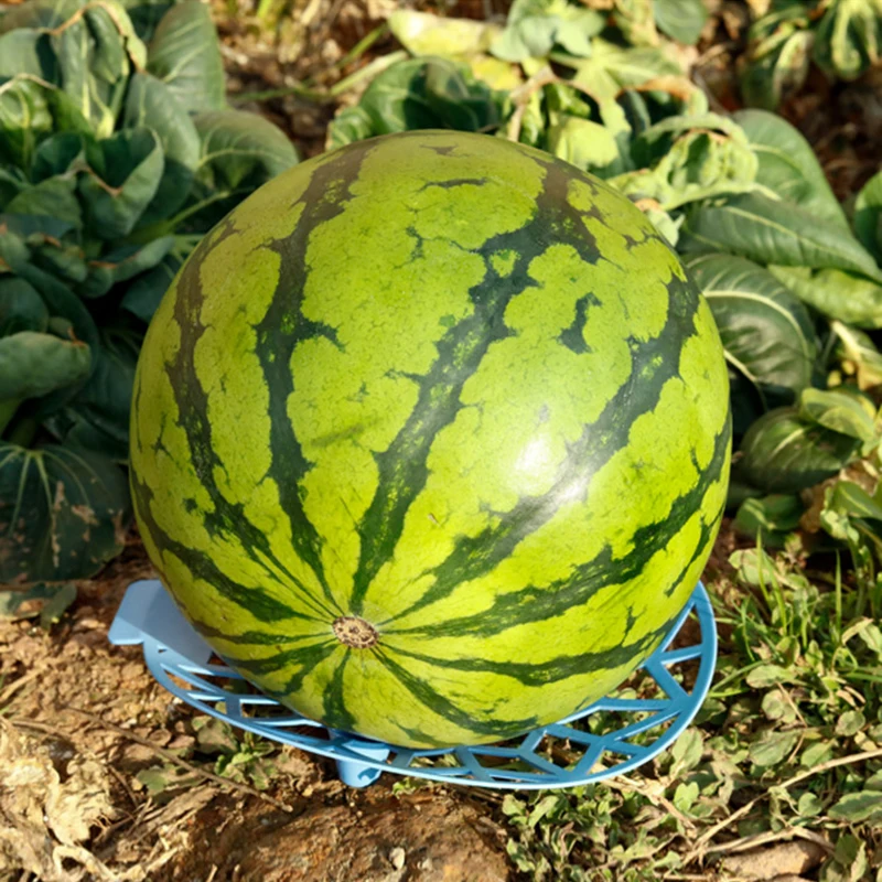 2021 Hot Sale Melon Squash Cradle Watermelon Cradle Plant Support Garden Protector For Watermelon Melon Support Base Tray
2021 Hot Sale Melon Squash Cradle Watermelon Cradle Plant Support Garden Protector For Watermelon Melon Support Base Tray