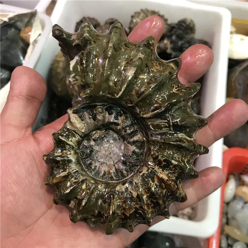 Natural Mineral Gem Sheep jiao luo Fossil Specimens Family Decoration Creative Decoration Natural Stone wicca Stones Crystal
Natural Mineral Gem Sheep jiao luo Fossil Specimens Family Decoration Creative Decoration Natural Stone wicca Stones Crystal