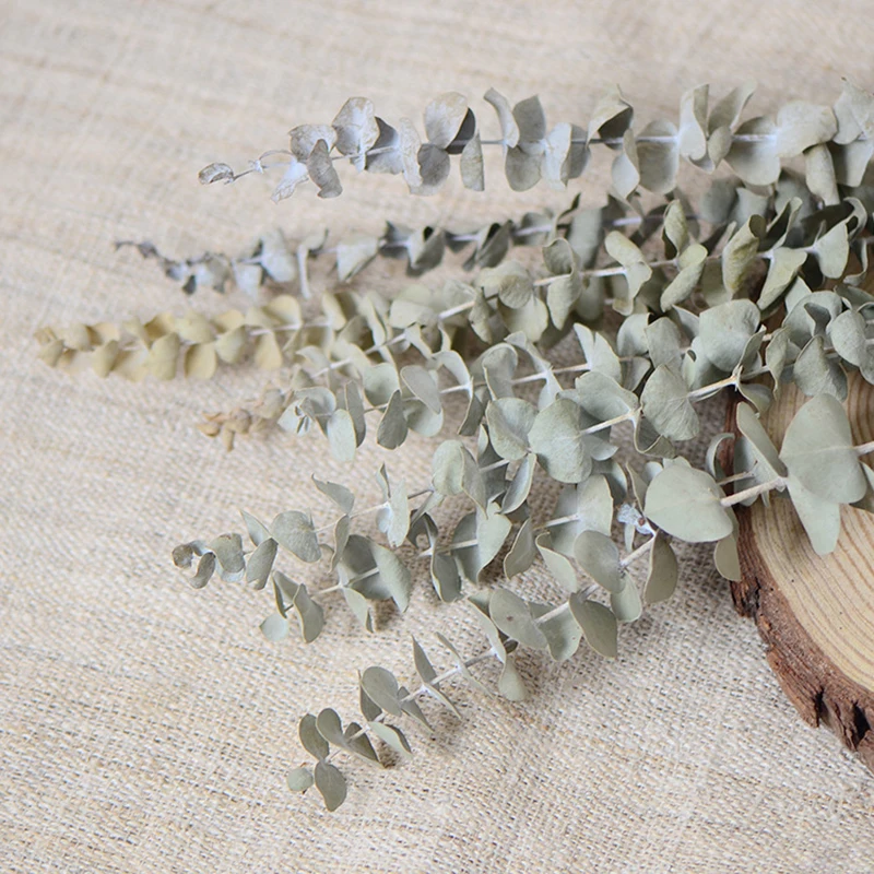 3pcs Natural Eucalyptus Leaves Branches Stems Real Palnt Ornament Dried Flower For Diy Wedding Shooting Prop Home Decoration
3pcs Natural Eucalyptus Leaves Branches Stems Real Palnt Ornament Dried Flower For Diy Wedding Shooting Prop Home Decoration