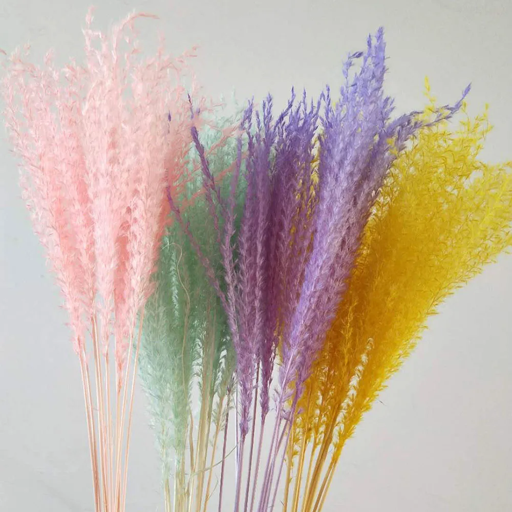 10pcs Wedding decoration pink white pampas grass dried natural phragmites flowers home decor Natural dried bouquet dried flowers
10pcs Wedding decoration pink white pampas grass dried natural phragmites flowers home decor Natural dried bouquet dried flowers
