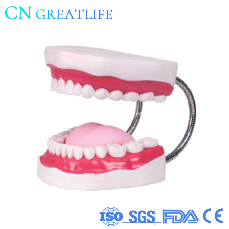 1:6 Large Dental Tooth Brushing Model Human Teeth Model Dental Teeth Model for Studying
1:6 Large Dental Tooth Brushing Model Human Teeth Model Dental Teeth Model for Studying